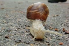 schnecke_e10