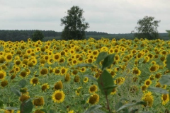 sonnenblumen