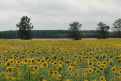 sonnenblumen1