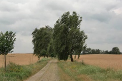 sturm