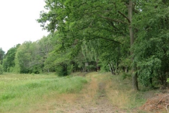waldweg