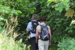 in_den_wald_eintauchen