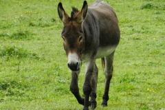dscn3454