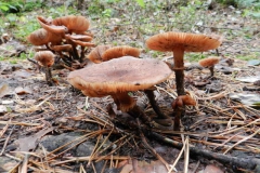dscn3461