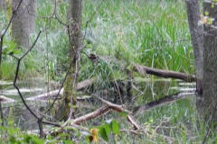 dscn3471