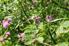 dscn2789 dscn2789