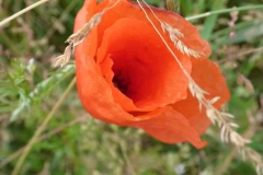 p1010955