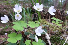 p1000642_copy